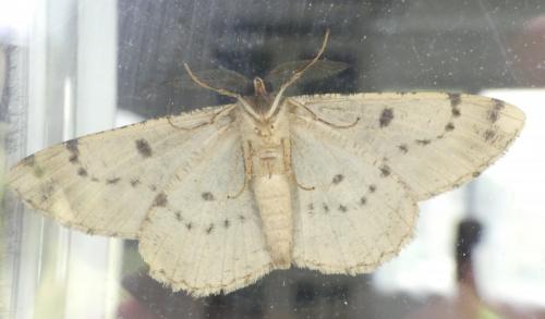 Réf. 184 009 : Hypomecis roboraria